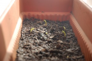 Pea seedlings. 
