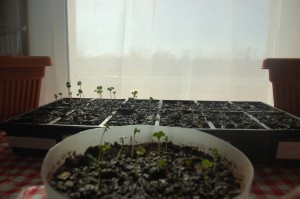 Radish seedlings! 