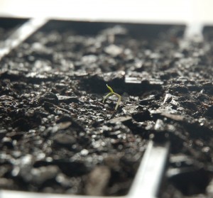 Tiny wee seedling and it popped up today. 