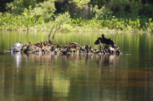 Birds and Turtles Sunning in the River 