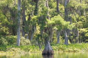 Cypress Trees 